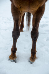 A closeup photograph of horse legs and feet as they stand in the crisp winter snow.