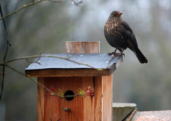 Amsel im Winter auf Vogelhaus