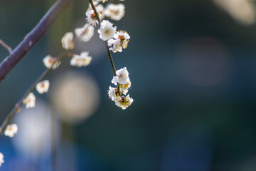 枝に連なる梅の花