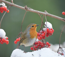 Rotkehlchen im Schnee