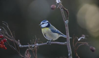 Blaumeise auf Ast