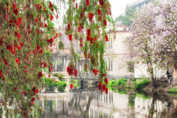 weeping bottlebrush tree in bloom guangzhou china