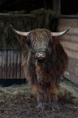 Portrait eines schottischen Hochlandrindes (Bos taurus)