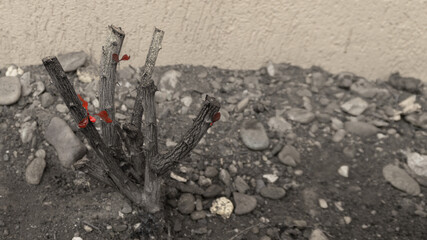 Fresh leaves on trimmed bush