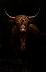 Portrait eines Schottischen Hochlandrindes vor dunklem Hintergrund (Bos taurus)