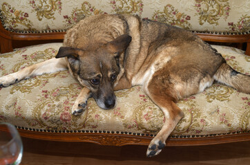 mongrel sad dog lies on a vintage sofa