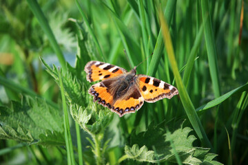 Pfauenauge auf Gras