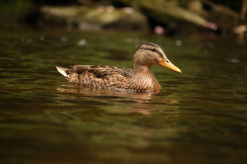 Stockente im Wasser