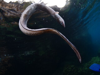 Fototapeta premium dead eel fish on the surface of water underwater
