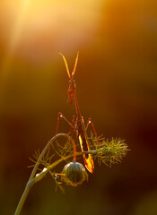 Close up of pair of Beautiful European mantis ( Mantis religiosa )