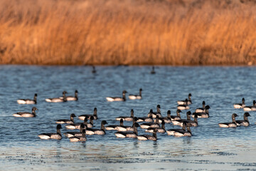 A Brant swims in bright blue water in the sunlight with a smooth brown marsh grass background