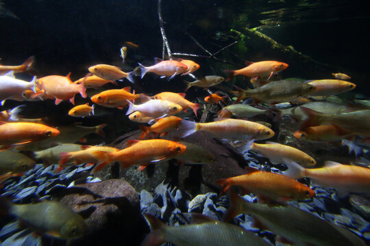 Stichlinge im Aquarium