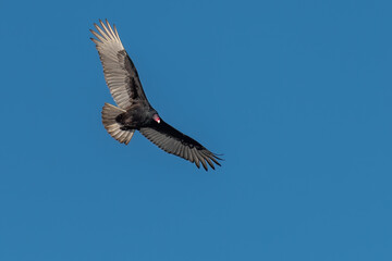 Adult Turkey Vulture soaring against a clear blue sky