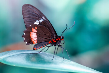 Macro shots, Beautiful nature scene. Closeup beautiful butterfly sitting on the flower in a summer garden.