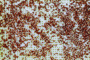 top view of germinated seeds for growing microgreens