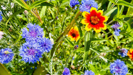 Garden flowers with green foliage.