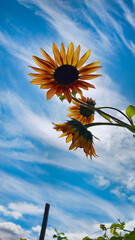 Garden flowers with green foliage.