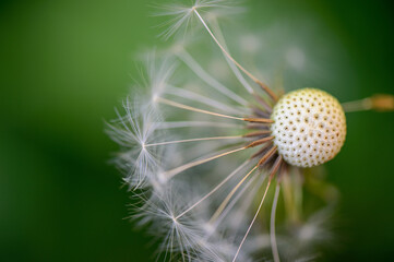 primavera © Giuliano Bianchini
