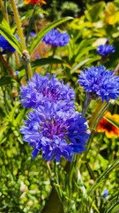 Garden flowers with green foliage.