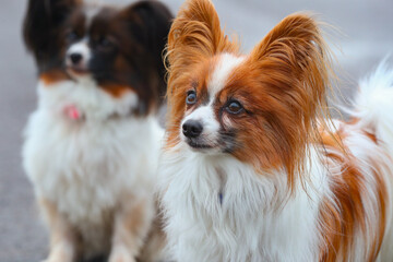 Zwei süße Papillons Hunde