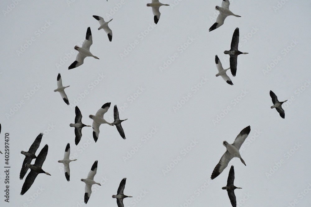 Canvas Prints geese