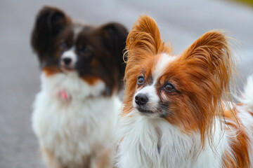 Zwei süße Papillons Hunde