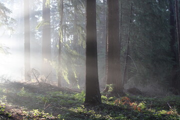 The Sonian Forest, early in the morning, on a sunny and cold winter day. 