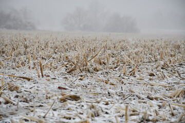 Snow Covered Harvested Corn Field