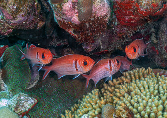 Myripristis jacobus, blackbar soldierfish, soldierfish,