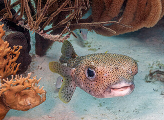 Porcupinefish,Diodontidae,Tetraodontiformes, © John Anderson
