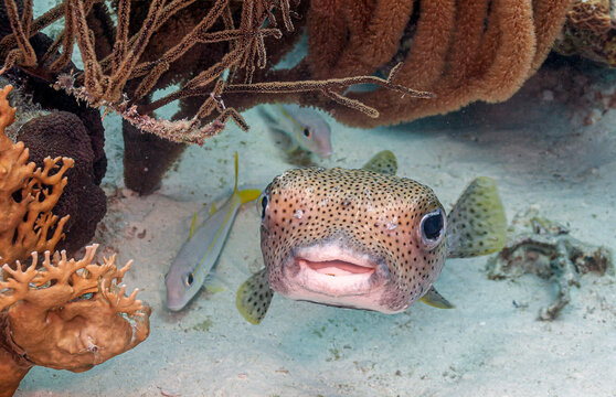 Porcupinefish,Diodontidae,Tetraodontiformes,