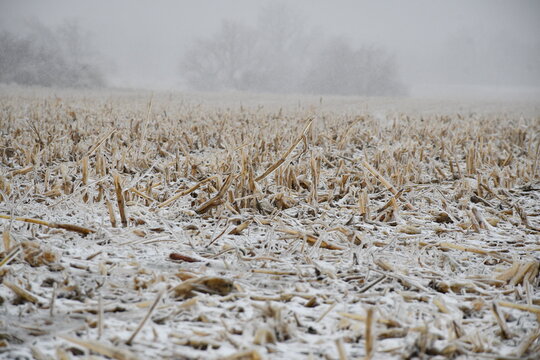 Snow Covered Harvested Corn Field