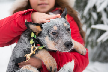 Smiling caucasian girl holding and touchHealer in winter. Australian sheepDog 