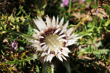 Silbetdistel im Allgäu