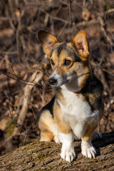 welsh pembroke corgi on a wisconsin park trail in fall
