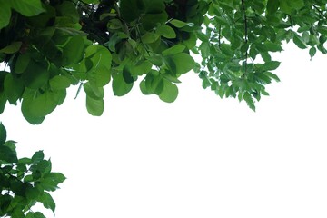 Tropical tree leaves with branches on white isolated background for green foliage backdrop  © Oradige59