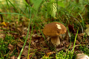 White mushroom in the forest against the background of green vegetation. Awesome boletus grows in wildlife. Porcini bolete mushrooms. Soft focus, possible granularity