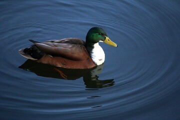 colorful duck is swimming in the sea