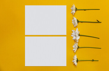 Two greeting cards mockup with chamomile. Empty postcards with space for text. Daisies on bright trendy color backdrop. Minimalism concept. Top view. Atmospheric moments.