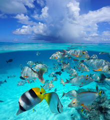 Cloud above sea surface with tropical fish underwater, seascape over and under water, Pacific ocean, French Polynesia, Oceania