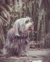 Naklejka premium perro con lengua afuera
