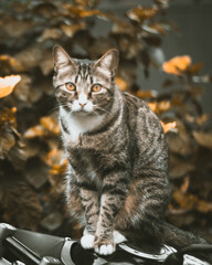 gato mirando fijamente