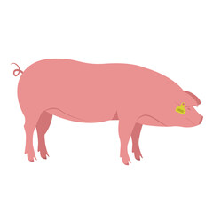 Colored silhouette of a pig with a tag on the ear. Pig farm, smart farm. Suitable for use in infographics, article design, advertising materials, presentations. Color vector simple illustration