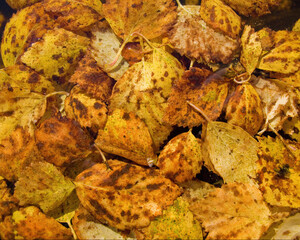 autumn leaves on the ground