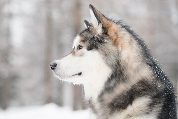 Young beautiful alaskan malamute looking forward in snow. Dog winter portrat