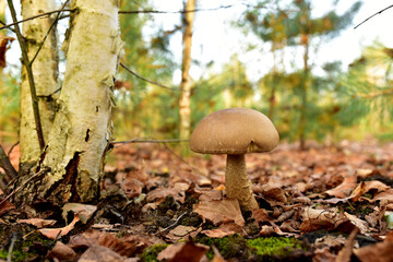 Edible brown cap boletus among the grass and moss in autumn forest. Awesome fungus Aspen Mushroom against the background of green vegetation. Rough-stemmed bolete grows in in wildlife. Birch bolete