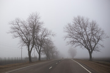 Fototapeta premium trees without leaves in the autumn in the fog by the road along which the car is driving in the distance. Dramatic mysterious landscape.