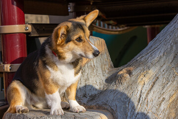 welsh pembroke corgi on a wisconsin park Playground