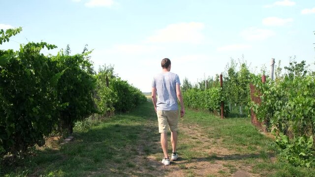 Vineyard. A young adult man walking slowly through his farmer grounds among the greenery on a hot summer day, back view, 4k