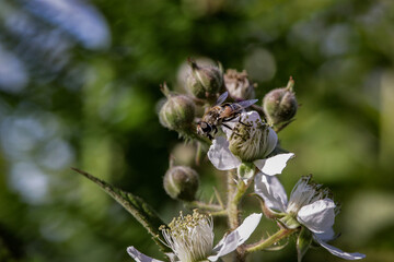 bee on a flower